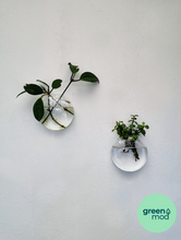 Cargar imagen en el visor de la galería, Florero propagador VITRA pack 2