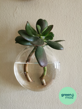 Cargar imagen en el visor de la galería, Florero propagador VITRA pack 2