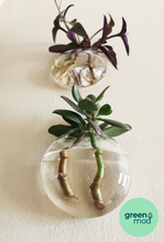 Cargar imagen en el visor de la galería, Florero propagador VITRA pack 2