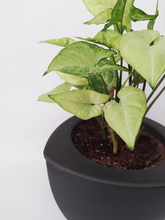 Cargar imagen en el visor de la galería, Macetero STONE