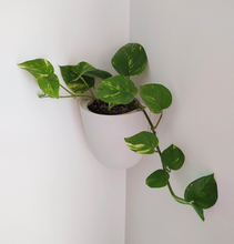 Cargar imagen en el visor de la galería, Macetero ESQUINA