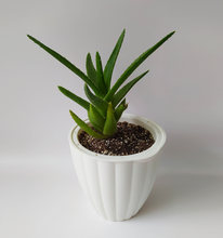 Cargar imagen en el visor de la galería, Macetero JAZMÍN
