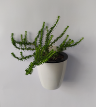 Cargar imagen en el visor de la galería, Macetero Wall S