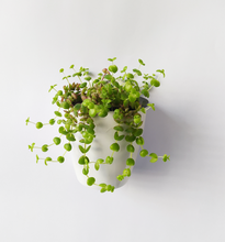 Cargar imagen en el visor de la galería, Pack 3 Wall S