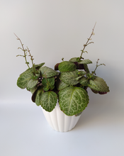 Cargar imagen en el visor de la galería, Macetero JAZMÍN