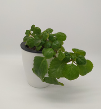 Cargar imagen en el visor de la galería, Macetero Wall S