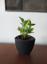 Cargar imagen en el visor de la galería, Macetero STONE