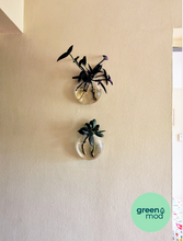 Cargar imagen en el visor de la galería, Florero propagador VITRA
