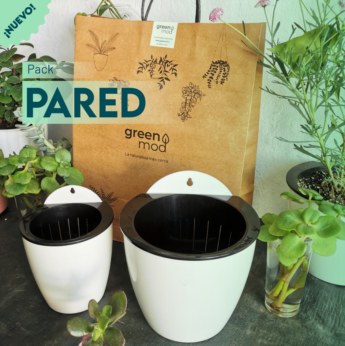PACK PARED